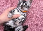 Romantic Dream - Bengal Kitten For Sale - Norwalk, CT, US