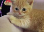 GARFIELD - British Shorthair Kitten For Sale - Grand Rapids, MI, US