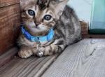 Blue and Green - Bengal Kitten For Sale - San Jose, CA, US