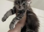 Mainecoons babies ready now - Maine Coon Kitten For Sale - 