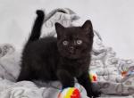 Remi - British Shorthair Kitten For Sale - Hollywood, FL, US