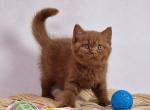 Roko - British Shorthair Kitten For Sale - 