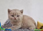Tobi - British Shorthair Kitten For Sale - Hollywood, FL, US