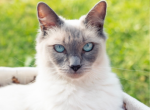 Precious - Ragdoll Cat For Sale/Retired Breeding - Mount Joy, PA, US