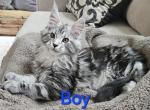 Litter M black silver tabby boy - Maine Coon Kitten For Sale - Jasper, GA, US