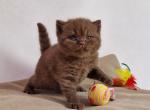 Whisper - British Shorthair Kitten For Sale - Miami, FL, US