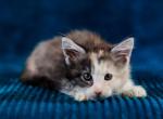 Barbie - Maine Coon Kitten For Sale - Miami, FL, US