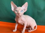 Almaz - Sphynx Kitten For Sale - Norwalk, CT, US