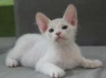 Vinny - Donskoy Kitten For Sale - Norwalk, CT, US