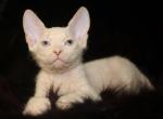 Vicki - Donskoy Kitten For Sale - Norwalk, CT, US