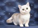 Bella - Munchkin Kitten For Sale - Norwalk, CT, US