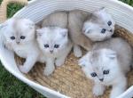 Silver - Scottish Fold Kitten For Sale - Springfield, MA, US