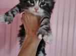 Ash - Maine Coon Kitten For Sale - Susanville, CA, US