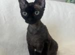 Luna - Devon Rex Kitten For Sale - 