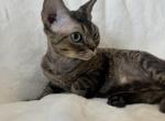 Dorian - Devon Rex Kitten For Sale - 
