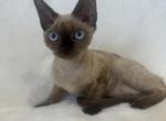 Mia - Devon Rex Kitten For Sale - 