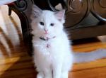 Jennifer - Ragdoll Kitten For Sale - New York, NY, US