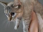 Barbara - Munchkin Cat For Sale/Retired Breeding - Sacramento, CA, US