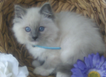Teddy - Ragdoll Kitten For Sale - Reedsville, PA, US