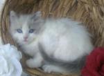 Trixie - Ragdoll Kitten For Sale - Reedsville, PA, US