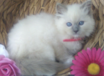 Tesse - Ragdoll Kitten For Sale - Reedsville, PA, US
