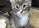 March litter - American Shorthair Kitten For Sale - La Mirada, CA, US
