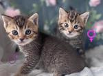 Bengal x Scottish fold kittens - Bengal Kitten For Sale - 