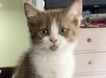 SALE     Cinnamon bicolor Ragamuff Munch cross - Ragamuffin Kitten For Sale - Salem, OR, US