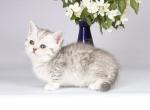 Pelley munchkin standard silver tabby short leg - Munchkin Kitten For Sale - CA, US