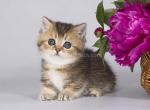 Orbey munchkin standard golden ticked short leg - Munchkin Kitten For Sale - CA, US