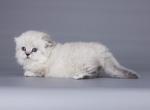 Julienne tiny munchkin Scottish kilt blue eyes - Munchkin Kitten For Sale - TX, US