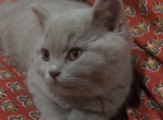 Lilac British short hair kitten - British Shorthair Kitten For Sale - 