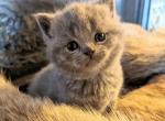 British blue short hair female kitten - British Shorthair Kitten For Sale - Beaverton, OR, US