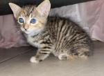 Beautiful Turtoiseshell kitty 8 weeks - Aegean Kitten For Sale