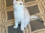 Alex 3 - Scottish Fold Kitten For Sale - 