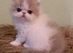 Lola litter - Persian Kitten For Sale - Boca Raton, FL, US