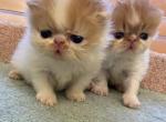 Mom calico - Persian Kitten For Sale - Boca Raton, FL, US