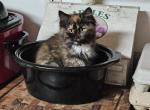 Reigna - Maine Coon Kitten For Sale - Van Horne, IA, US