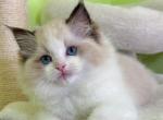 R010 - Ragdoll Kitten For Sale - Temple City, CA, US