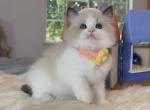 Seal bicolor female - Ragdoll Kitten For Sale - Fontana, CA, US