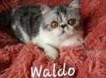 Waldo - Exotic Kitten For Sale - Lemont, IL, US