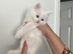 Bentley - Siberian Kitten For Sale - North Port, FL, US