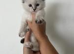 Cathrine - Siberian Kitten For Sale - North Port, FL, US