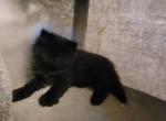 Puma - Siberian Kitten For Sale - Delaware, OH, US