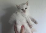 Charley - Siberian Kitten For Sale - North Port, FL, US