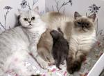 We got kittens Reservation - British Shorthair Kitten For Sale - FL, US