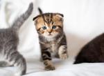 Scottish Fold boys and girl - Scottish Fold Kitten For Sale - FL, US