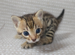 Oskar - Bengal Kitten For Sale - 