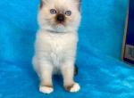 Mitted Seal Point Male - Ragdoll Kitten For Sale - 