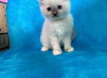 Mitted Blue Point Female - Ragdoll Kitten For Sale - 